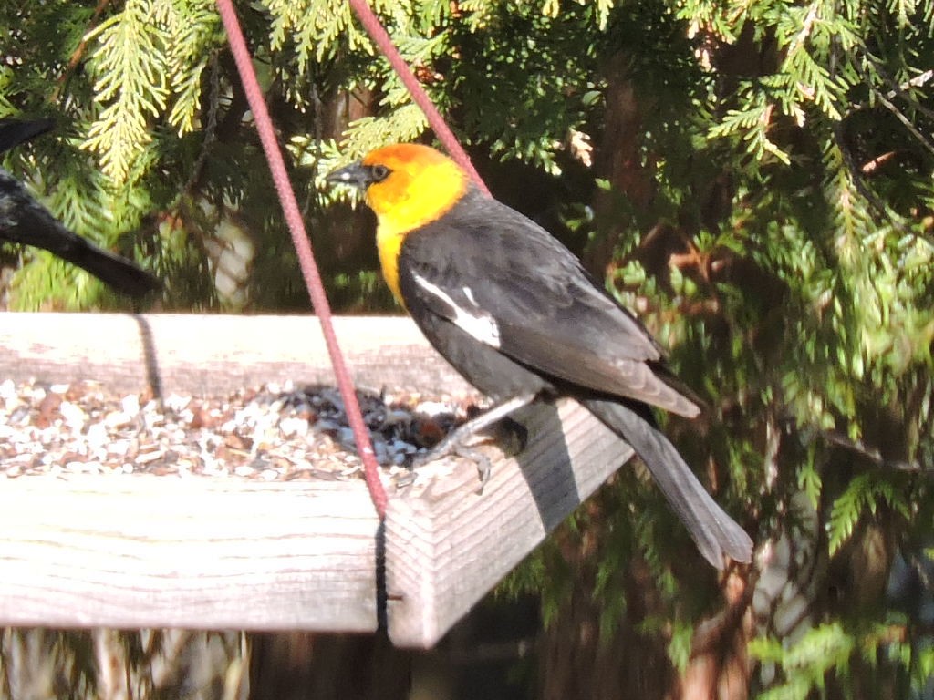 Yellow-headed Blackbird - ML153850951