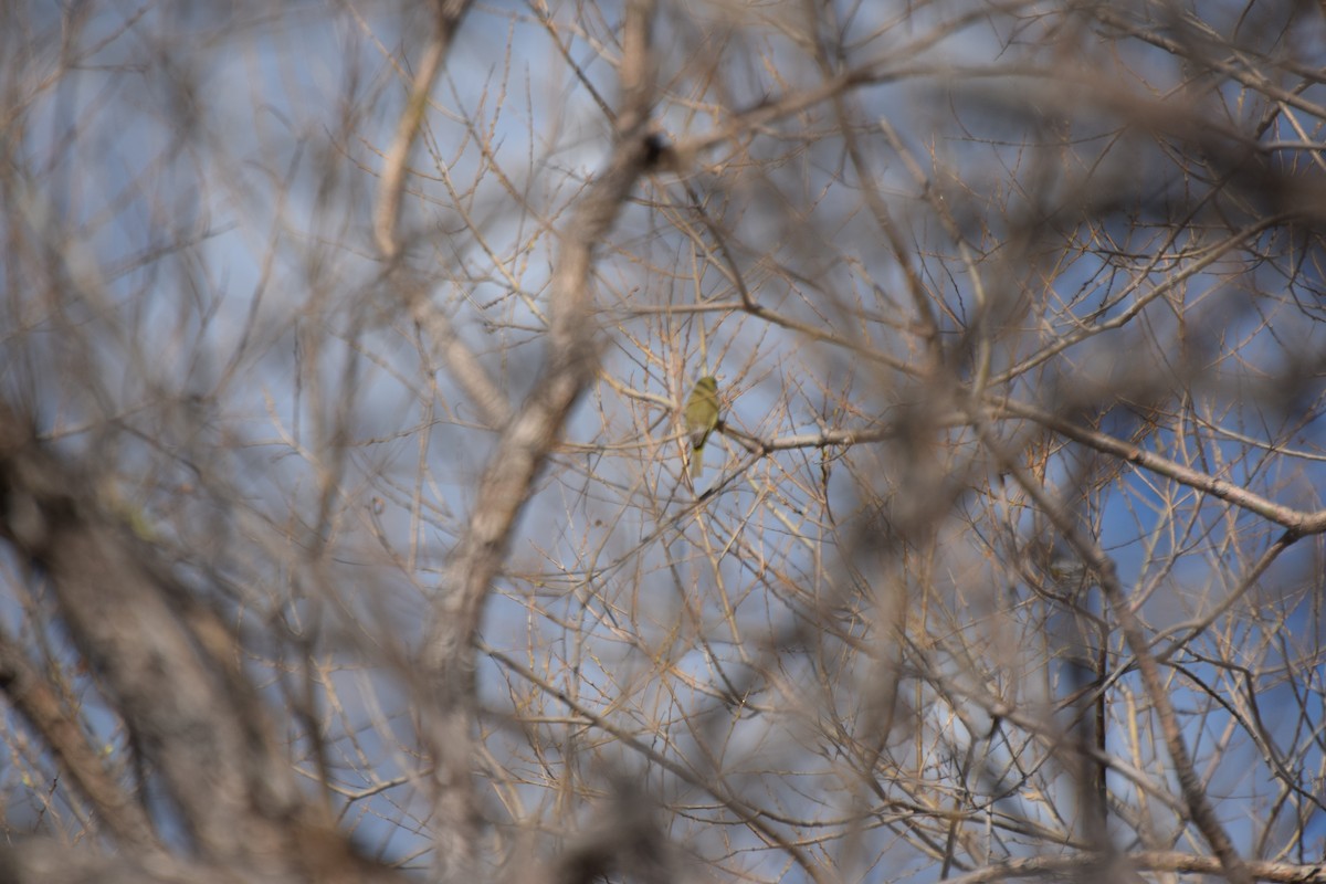Orange-crowned Warbler - Santi Tabares