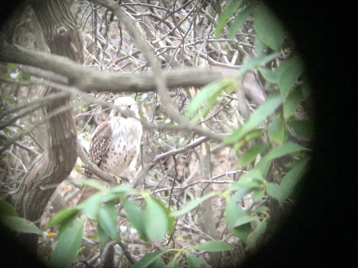 Red-shouldered Hawk - ML153851191