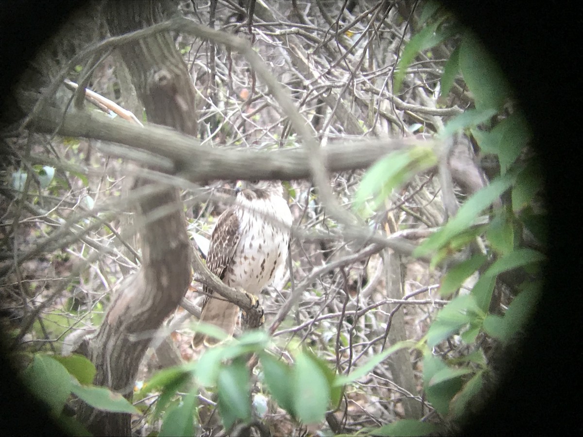 Red-shouldered Hawk - ML153851251