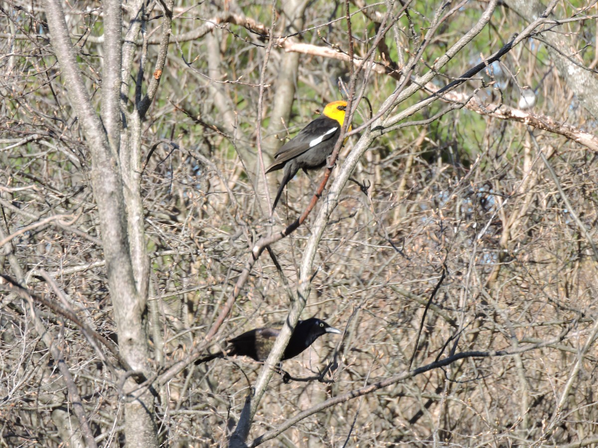 Yellow-headed Blackbird - ML153851521