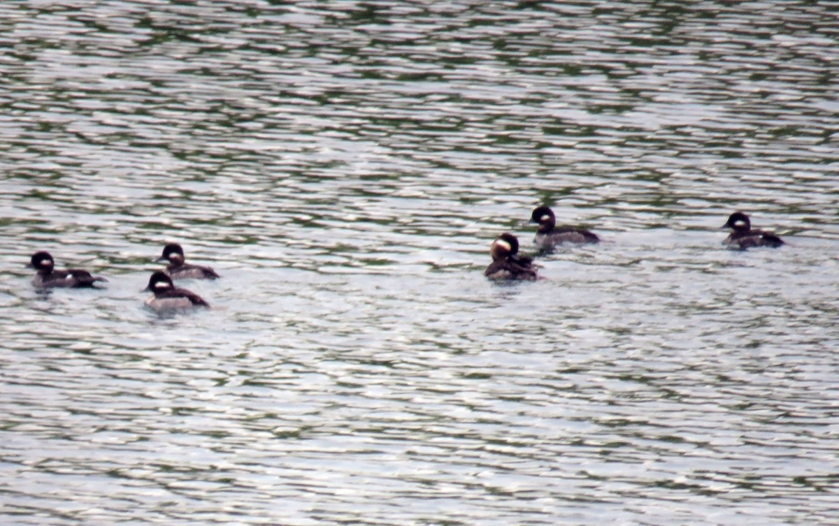 Bufflehead - ML153851531