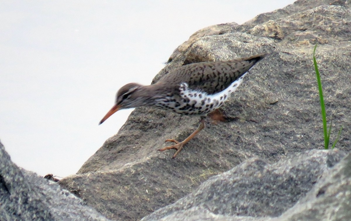 Spotted Sandpiper - ML153851571