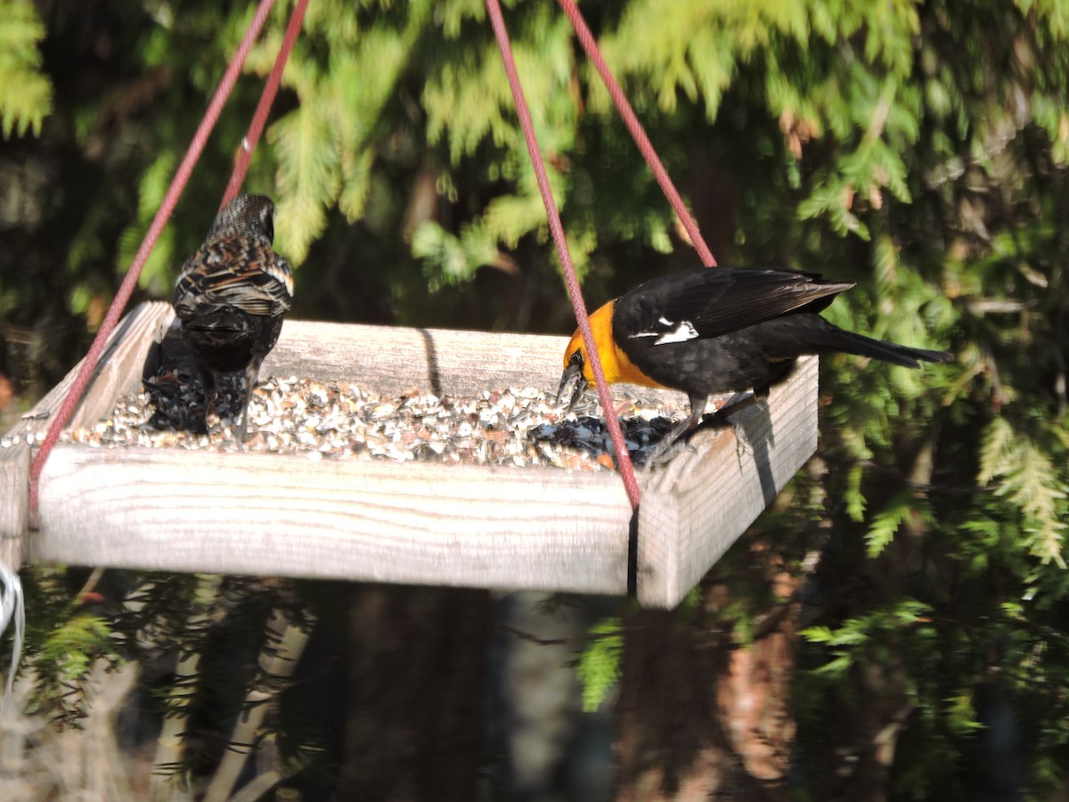 Yellow-headed Blackbird - ML153851591