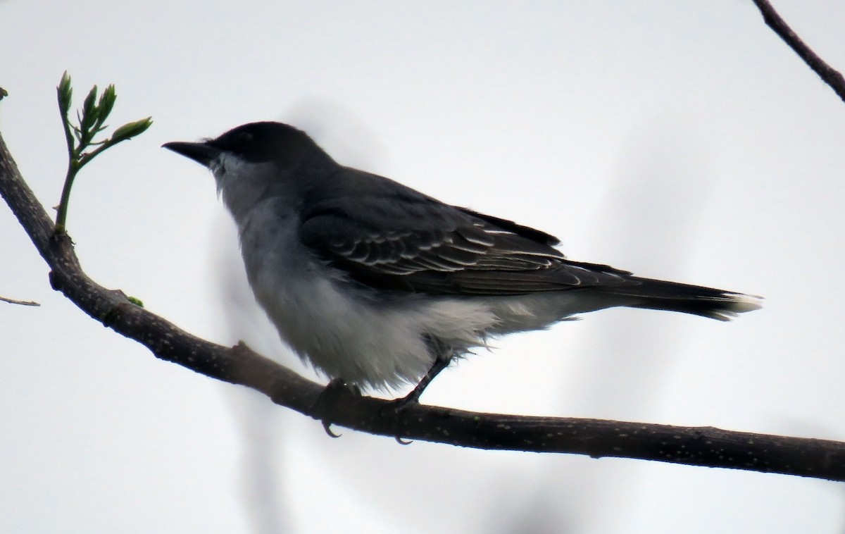 Eastern Kingbird - ML153851651