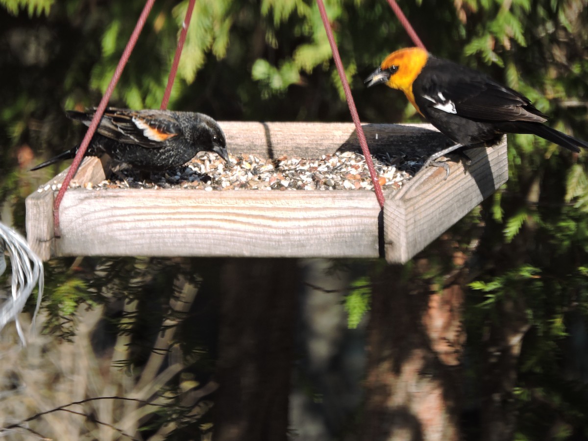 Yellow-headed Blackbird - ML153851691