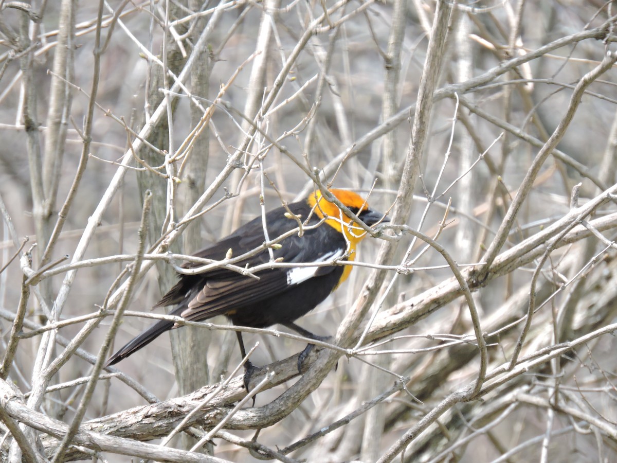 Yellow-headed Blackbird - ML153851891