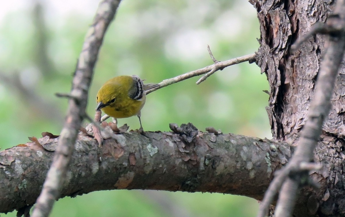 Pine Warbler - ML153851911