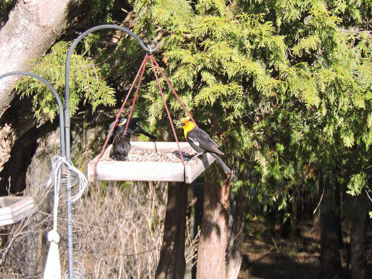 Yellow-headed Blackbird - ML153852371