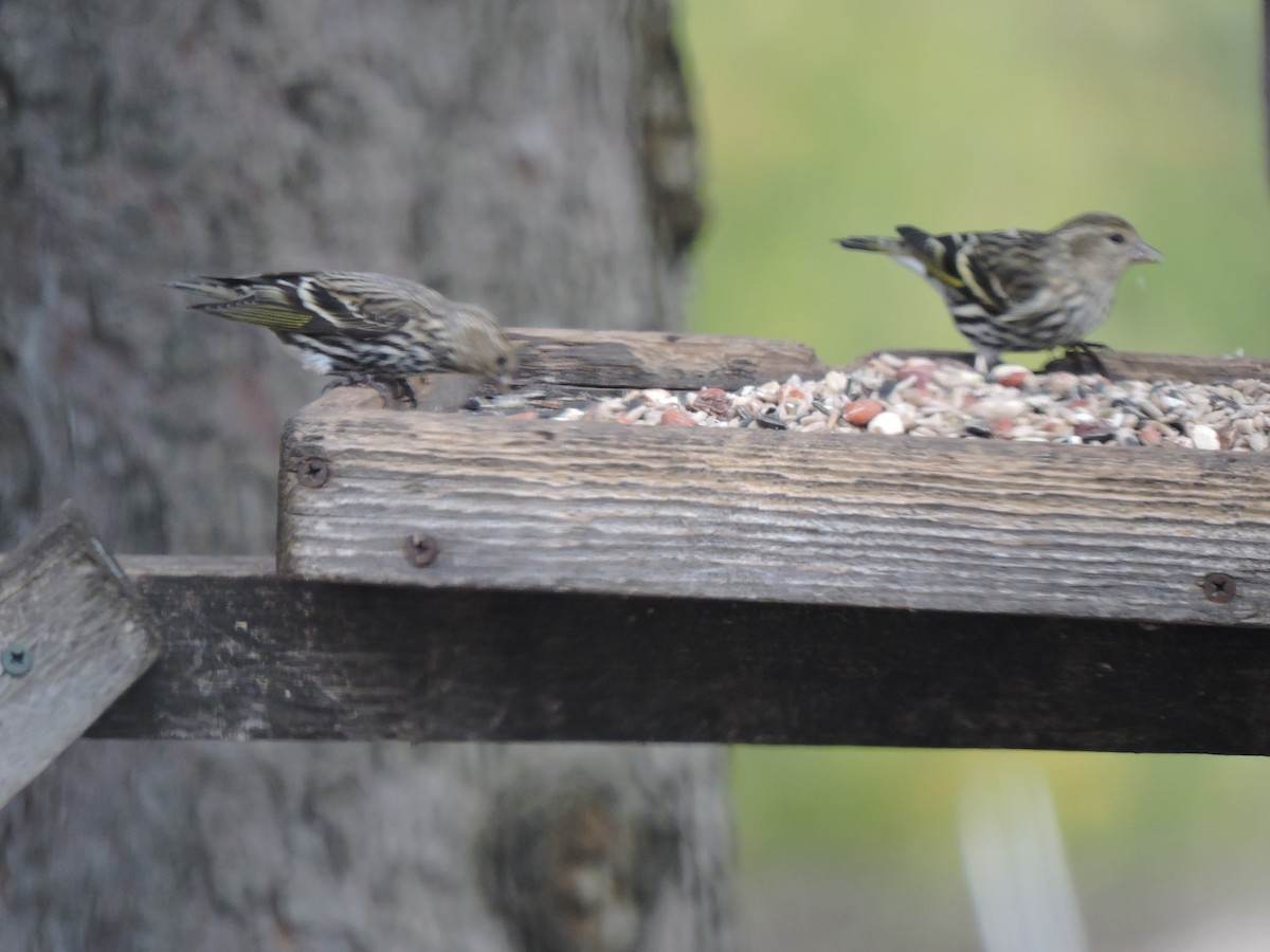 Pine Siskin - ML153852491