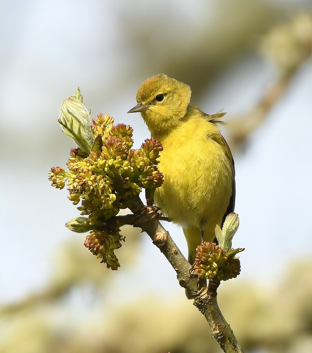 Orange-crowned Warbler - ML153852511