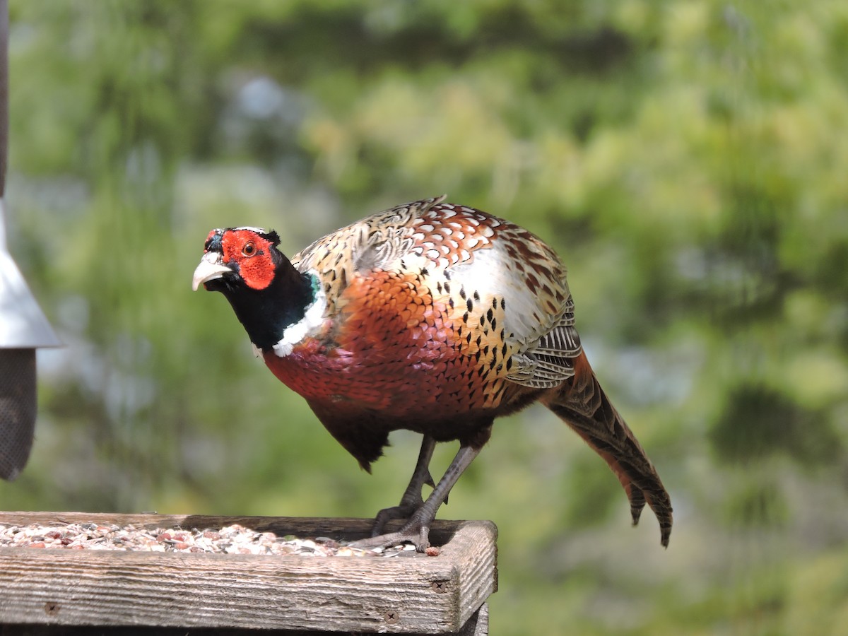 Ring-necked Pheasant - ML153852571