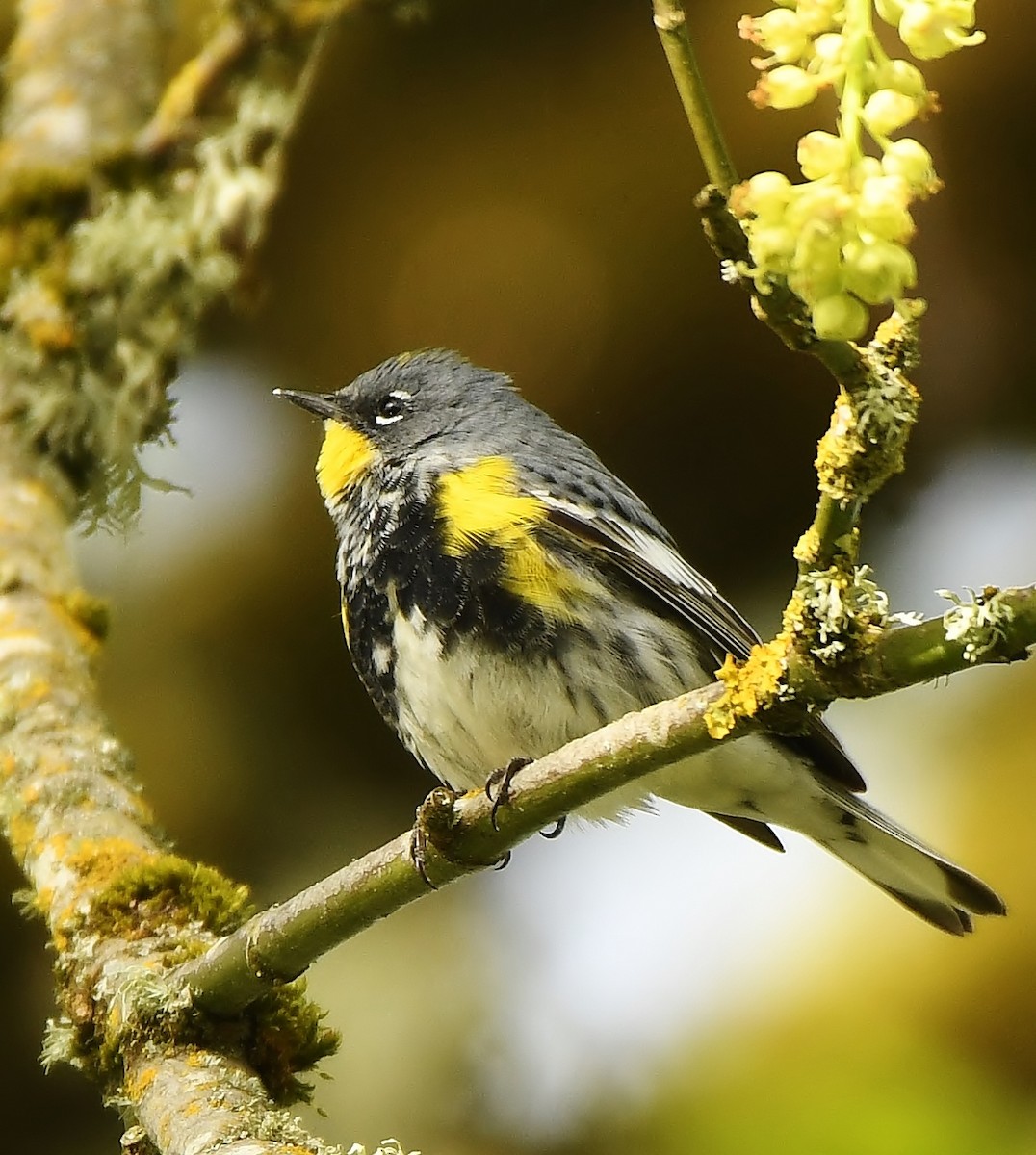 Yellow-rumped Warbler - ML153852651