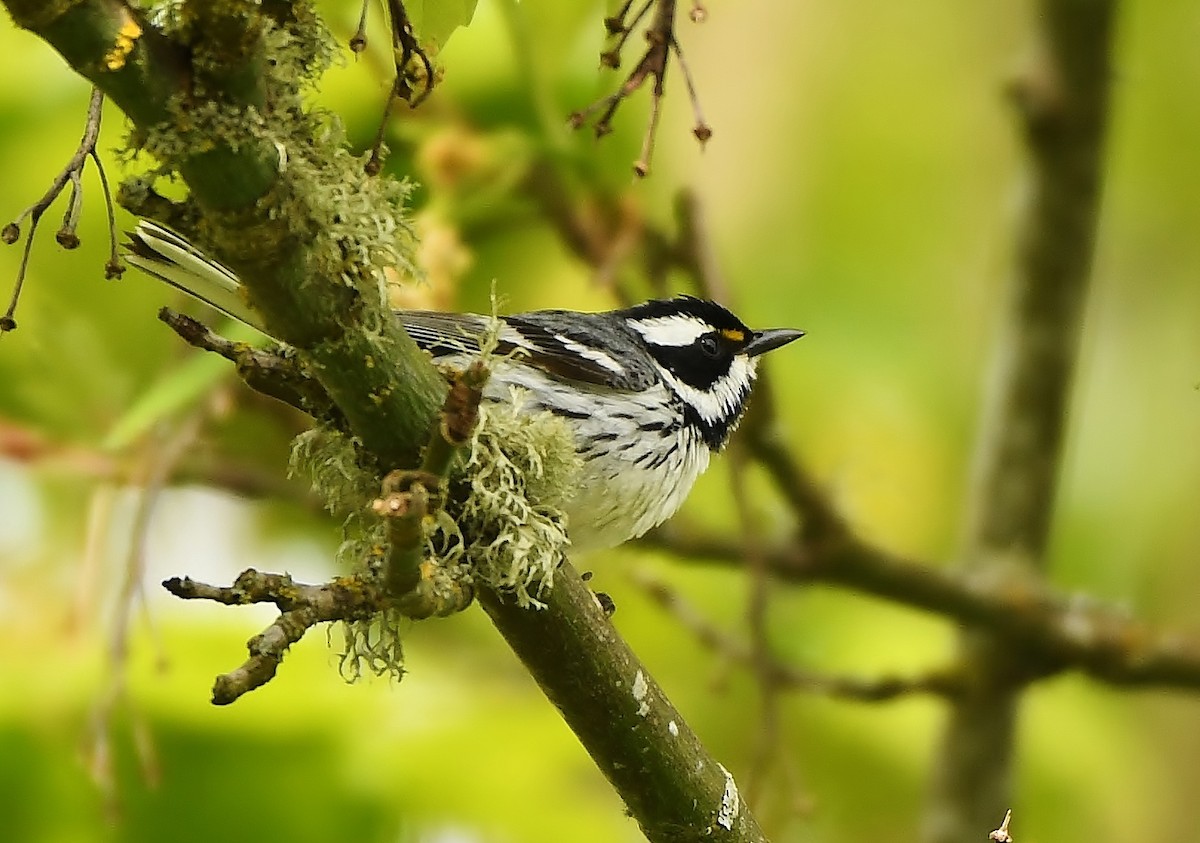 Black-throated Gray Warbler - ML153852711