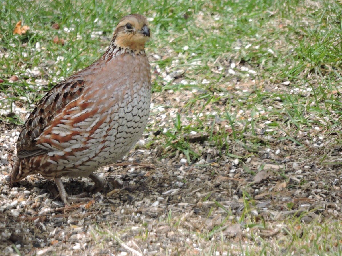 Northern Bobwhite - ML153852741