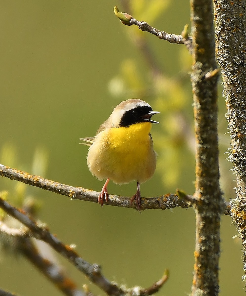 Common Yellowthroat - ML153852801