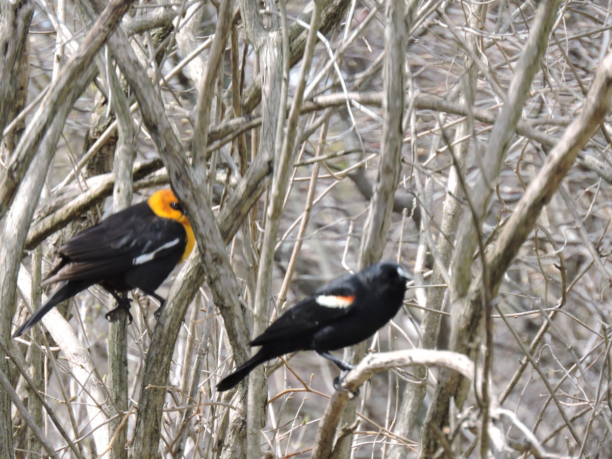 Red-winged Blackbird - ML153852851