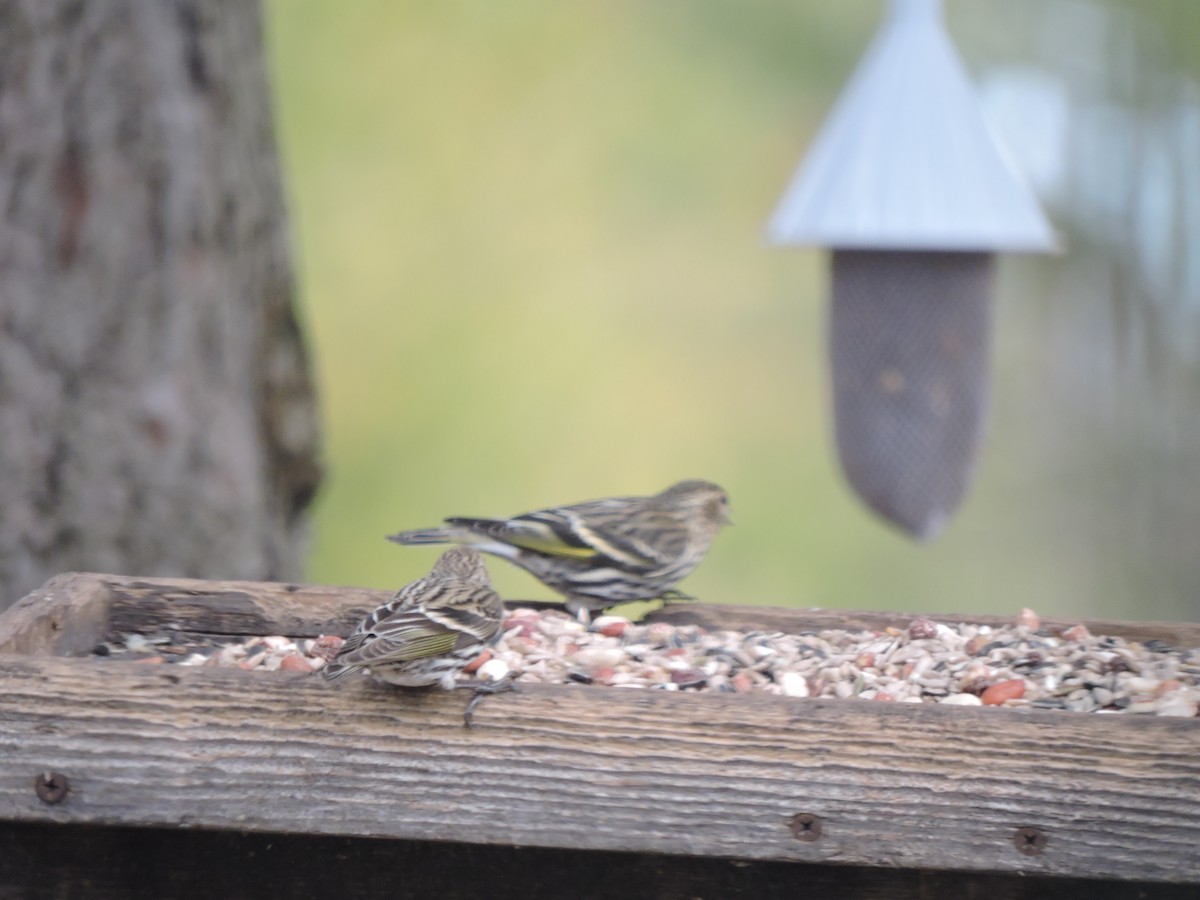 Pine Siskin - ML153852861