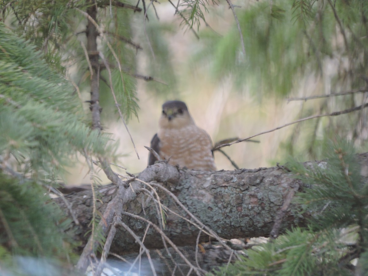 Sharp-shinned Hawk - ML153852951