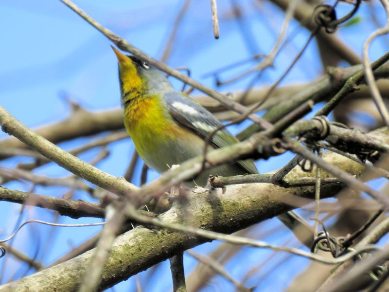 Northern Parula - ML153853561