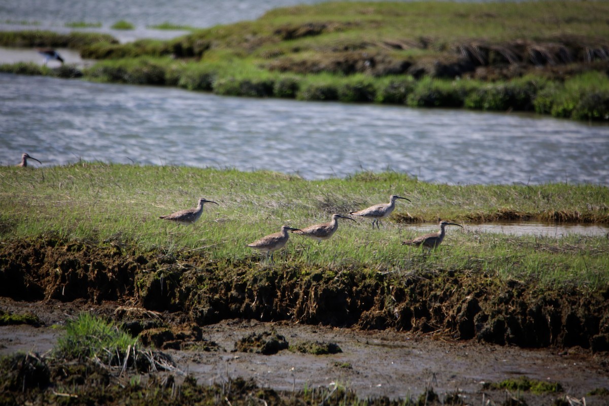 Whimbrel - Paul Mandala