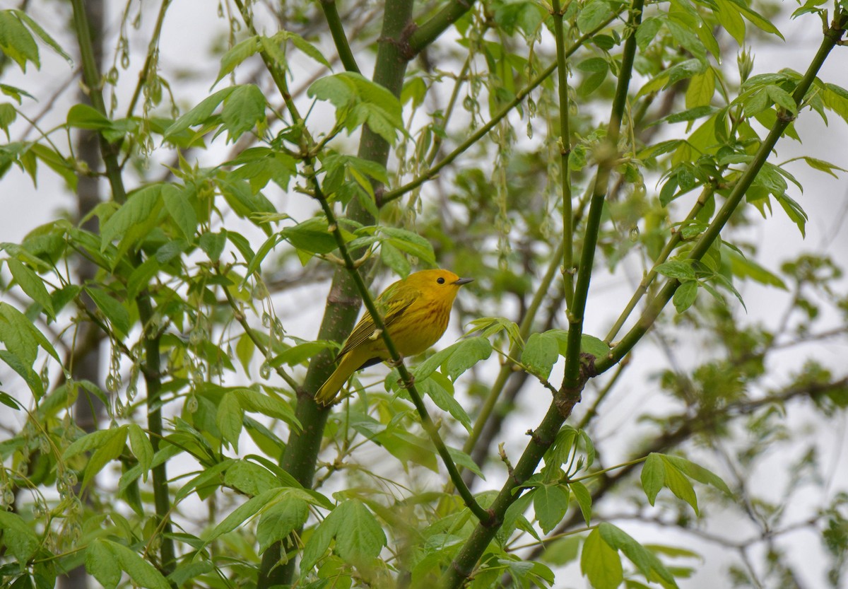 Paruline jaune - ML153854851