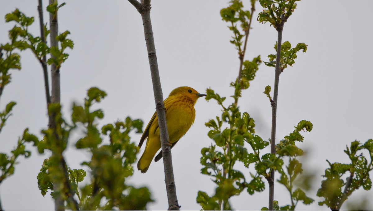 Paruline jaune - ML153854901