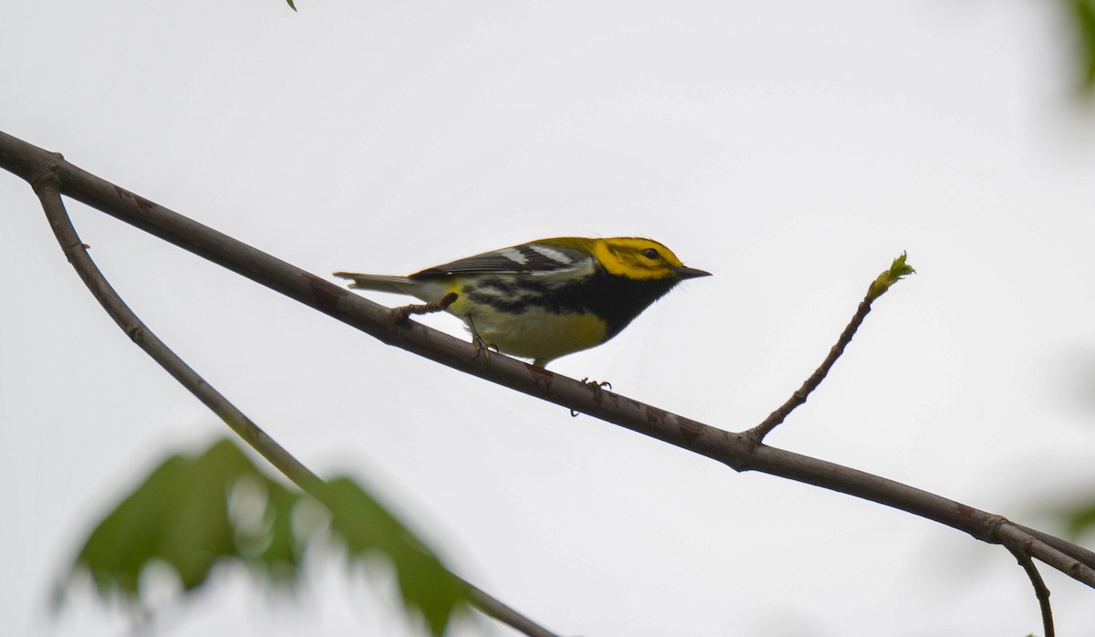 Black-throated Green Warbler - ML153855081