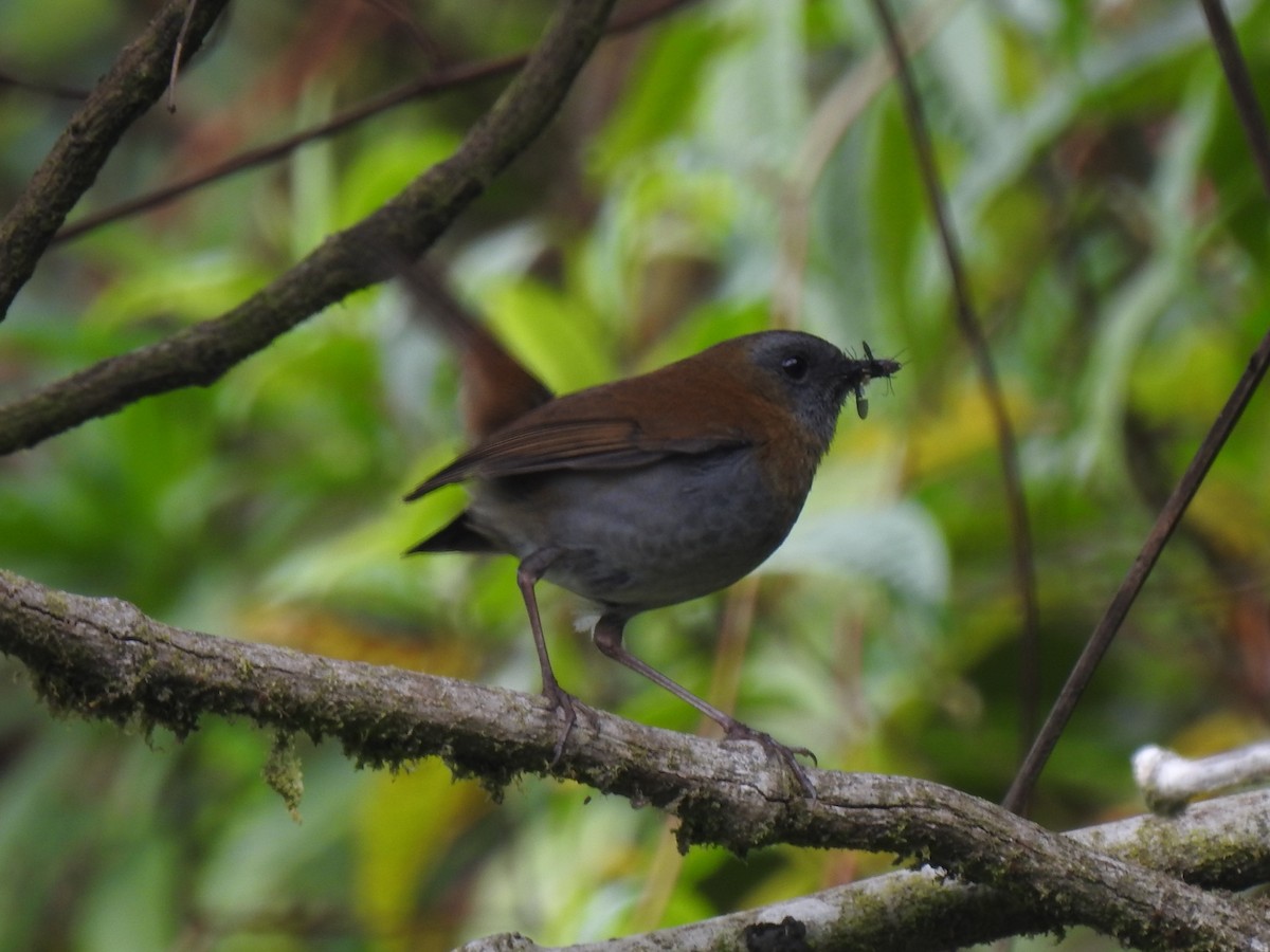 Black-billed Nightingale-Thrush - ML153855511