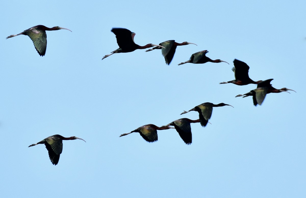 ibis americký - ML153855661