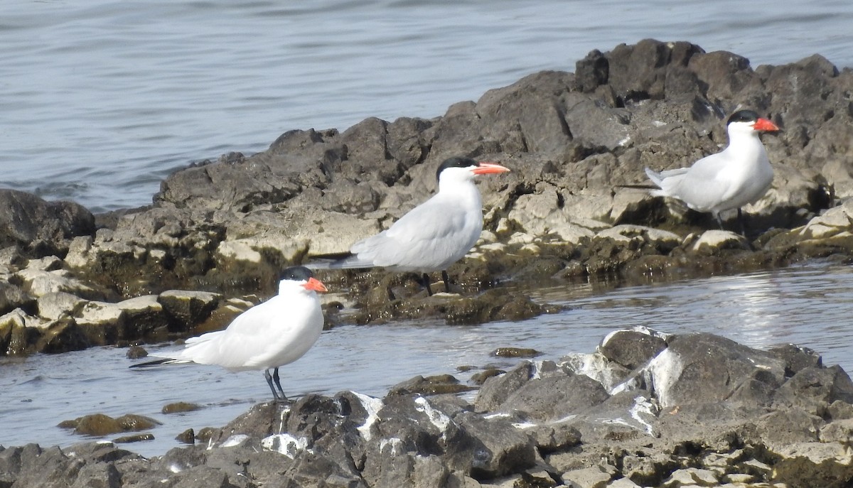 Caspian Tern - ML153855751