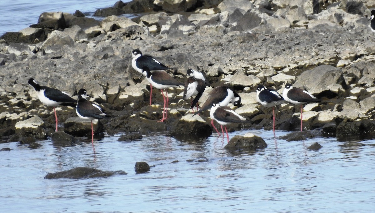 Black-necked Stilt - ML153856111