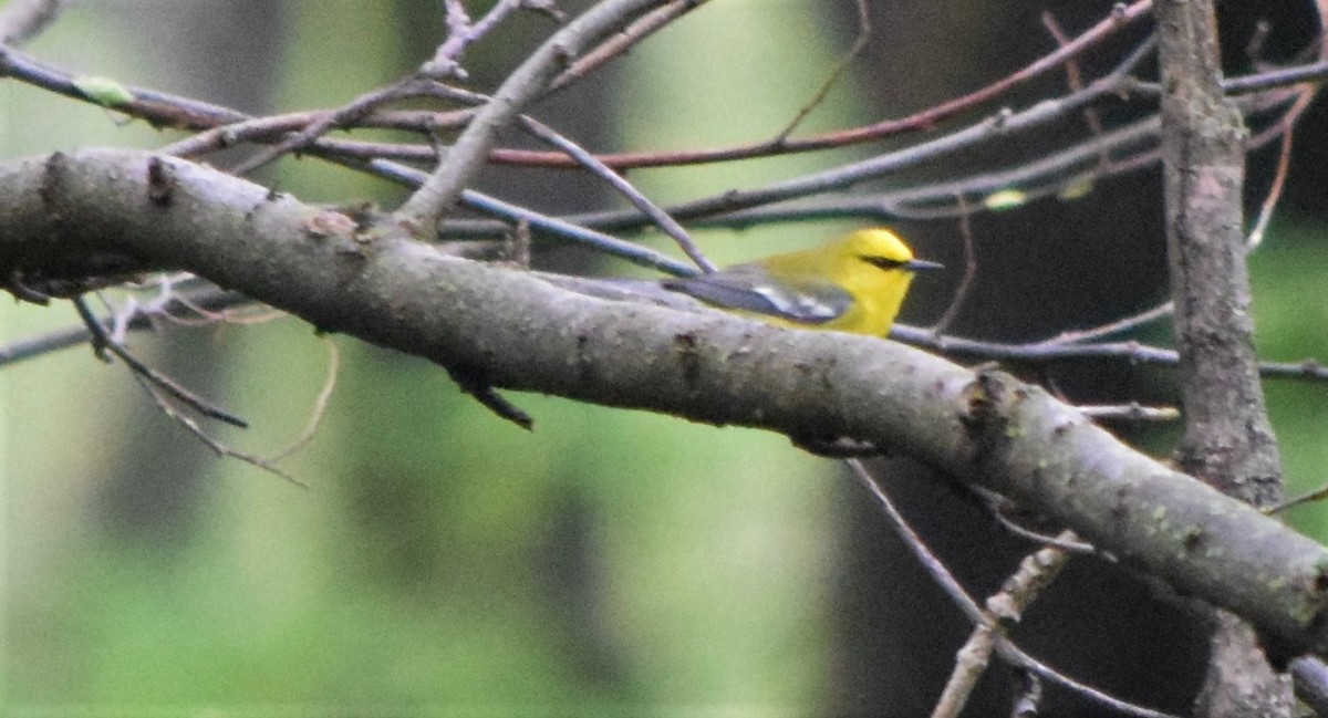 Blue-winged Warbler - ML153856271