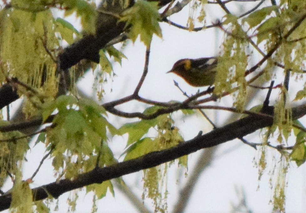 Blackburnian Warbler - Jeremy Barkley