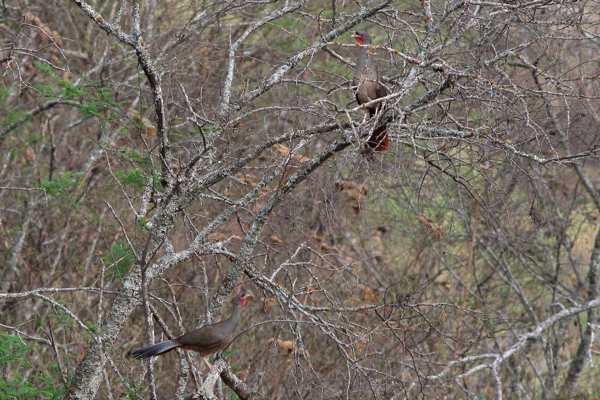 Chaco Chachalaca - Manfred Bienert