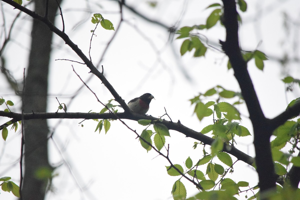 Rose-breasted Grosbeak - ML153856751