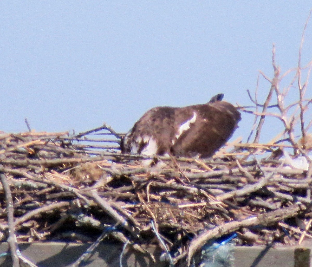 Osprey - Randy Bumbury