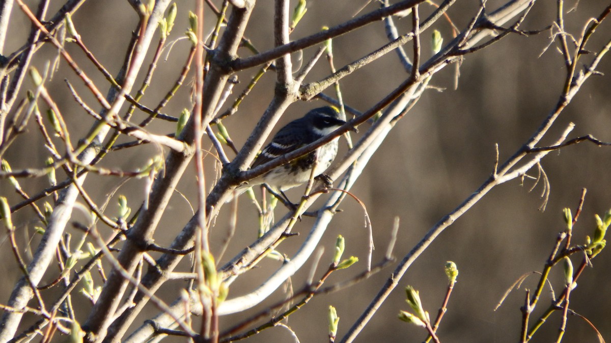 Yellow-rumped Warbler - ML153859661