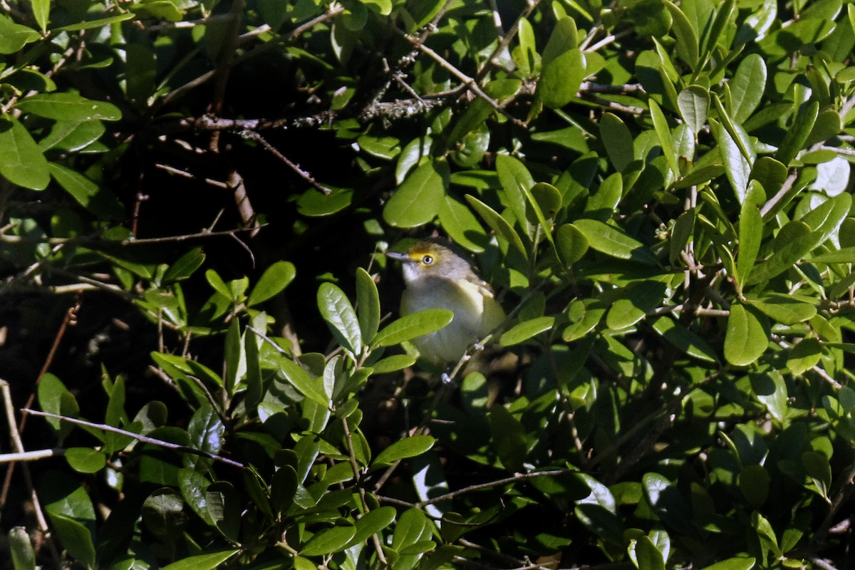 White-eyed Vireo - ML153859881