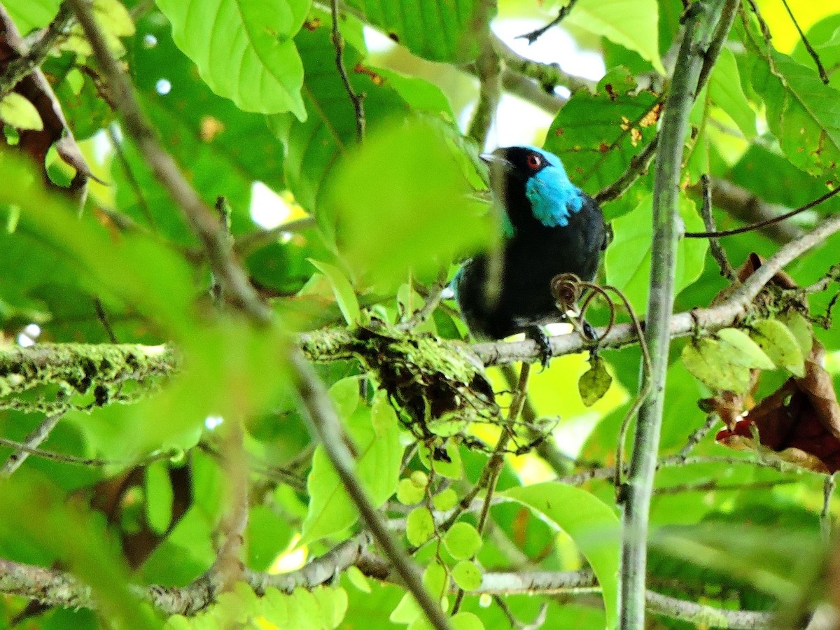 Scarlet-thighed Dacnis - ML153859961