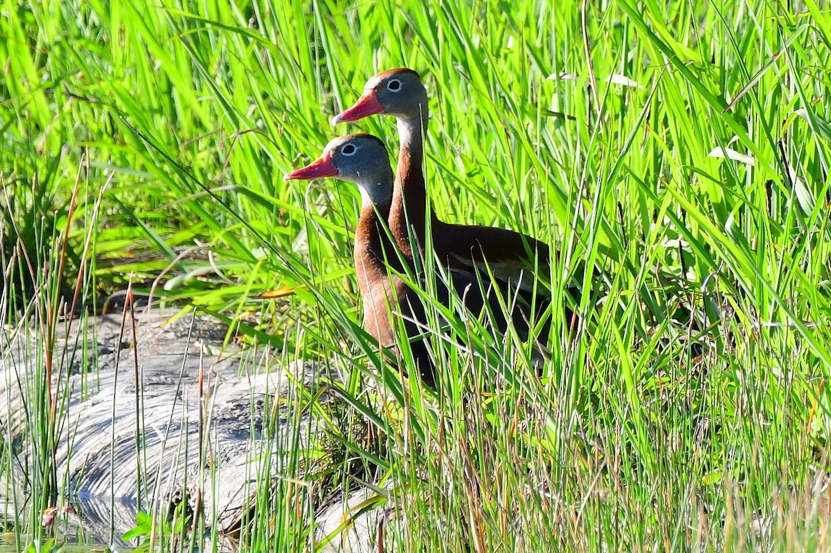 Black-bellied Whistling-Duck - ML153860211