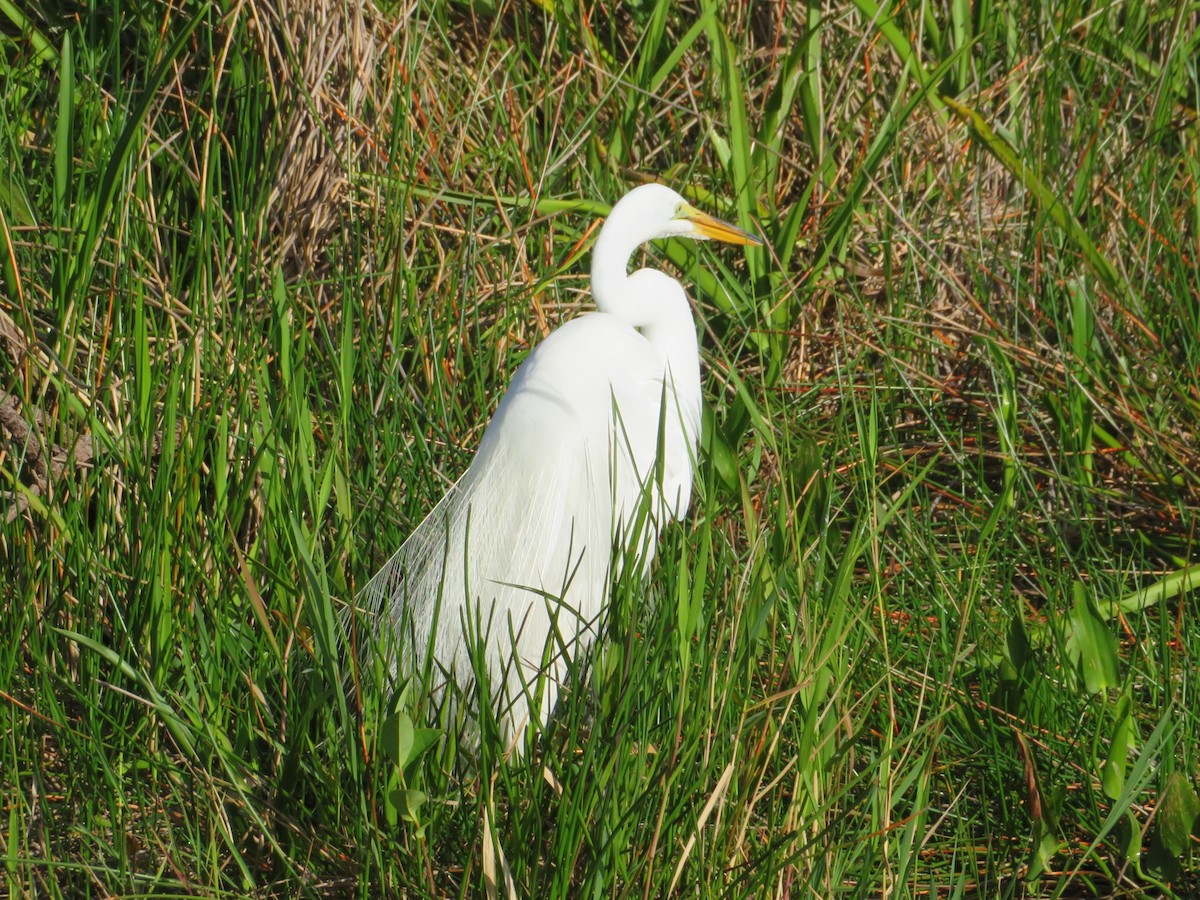 Great Egret - ML153860641