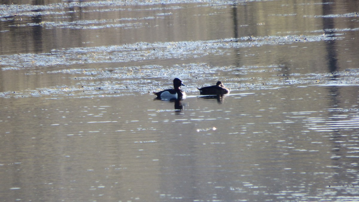 Ring-necked Duck - Aaron Ludwig