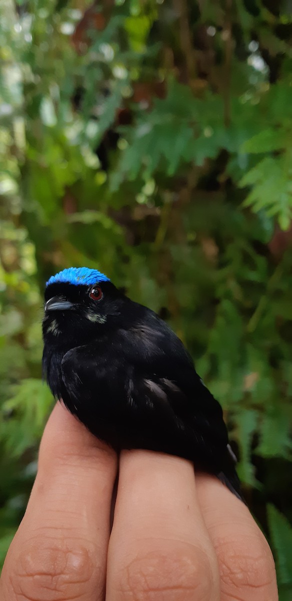 Saltarín Coroniazul (velutina/minuscula) - ML153861091