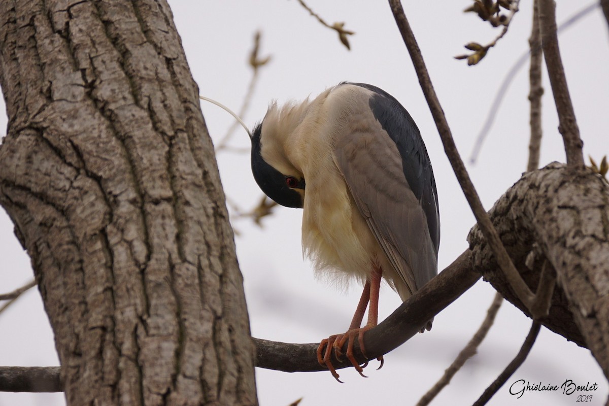 Black-crowned Night Heron - Réal Boulet 🦆