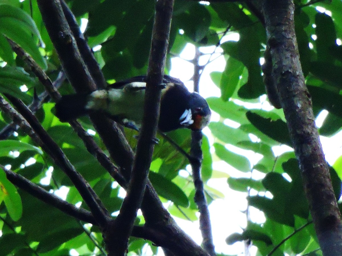 Orange-fronted Barbet - ML153861521