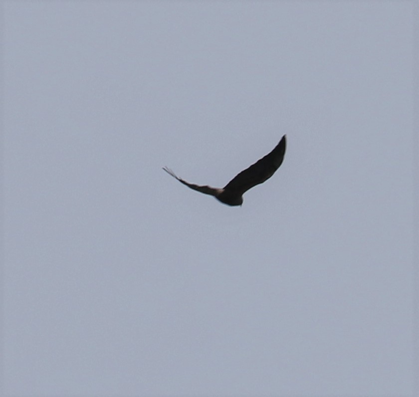 Swainson's Hawk - ML153861551