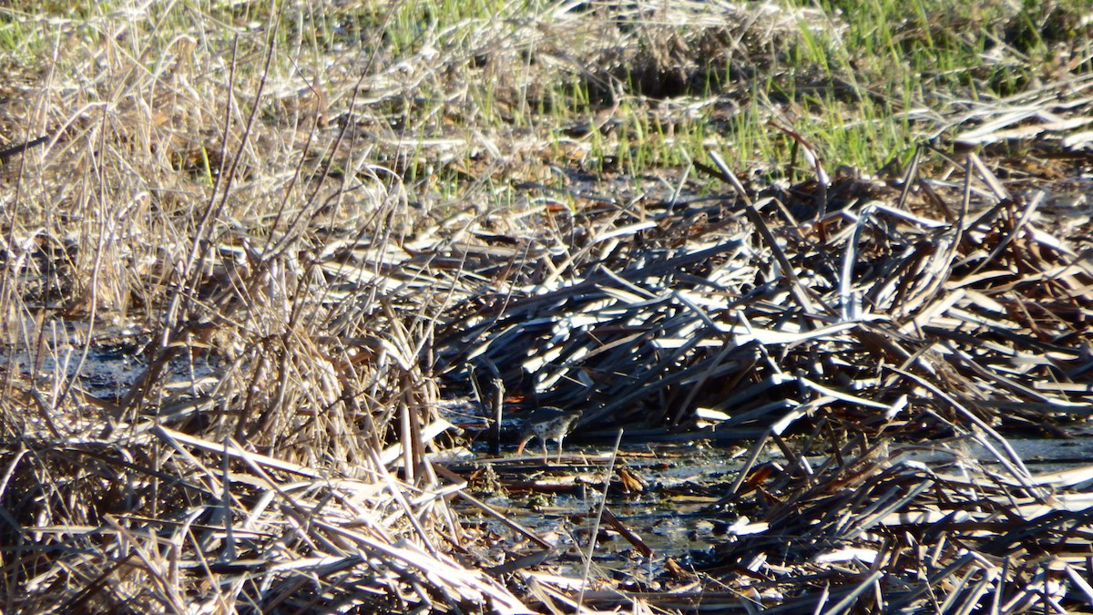 Spotted Sandpiper - ML153861761