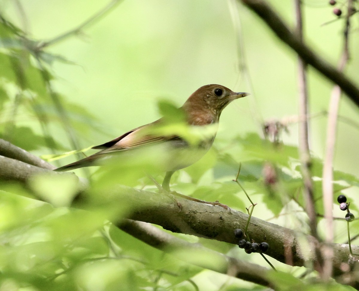 Veery - Bert Fisher