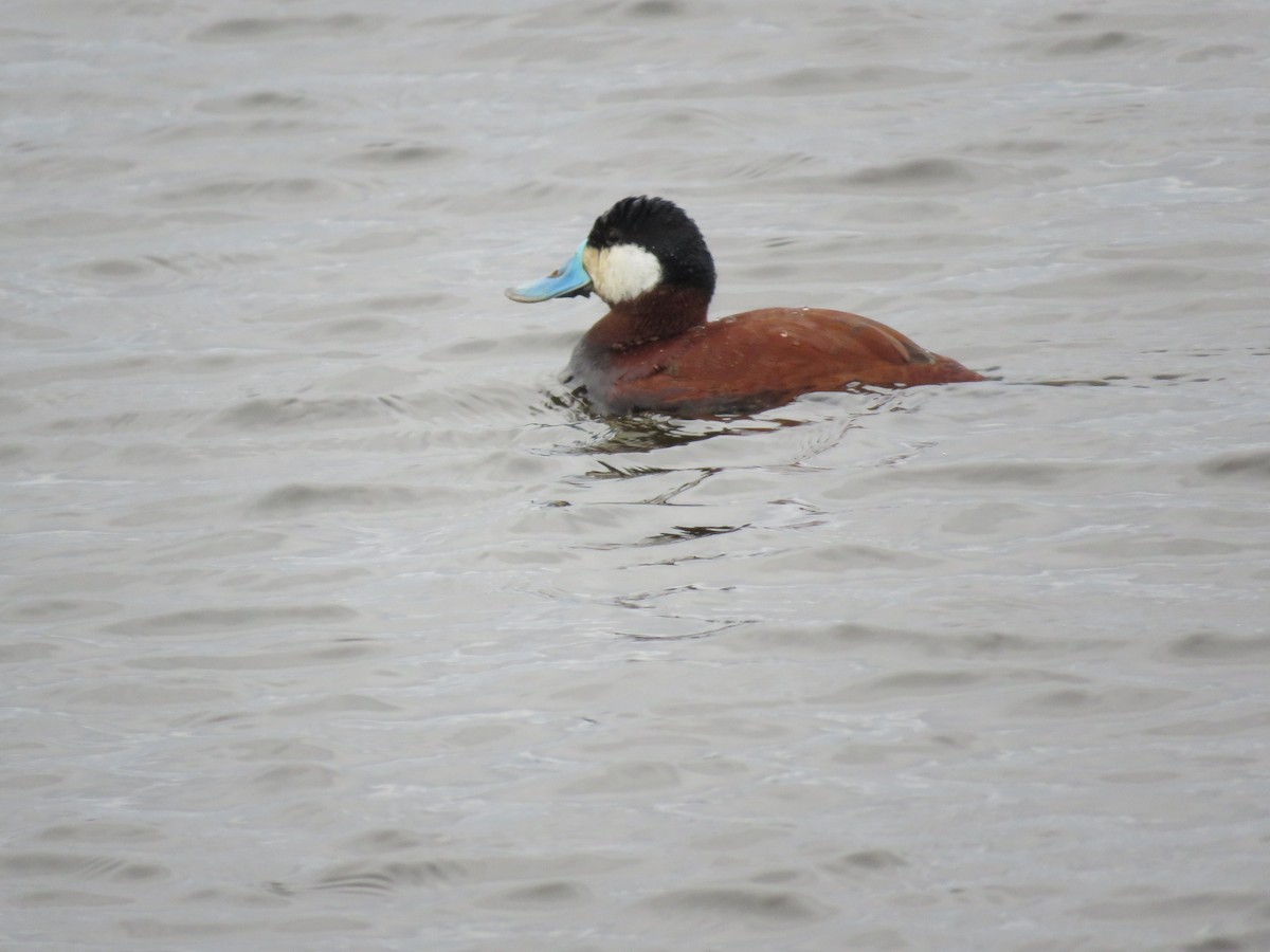 Ruddy Duck - ML153861901